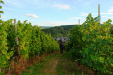 Boswandeling Kröv - wijnvelden (okt 2013)