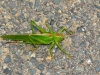 Boswandeling Kröv - Tettigonia viridissima (okt 2013)