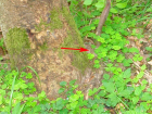 wandeling Bernkastel - hazelworm (mei 2015)