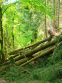 Leiermannspfad - veel bomen (mei 2015)