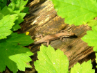 tuinbewoner (juni 2013)