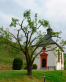 Amandelboom (mei 2015)