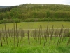 Pad Wolfer Berg-Kloster – terug langs de wijnveld (april 2012)