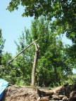 omgezaagde pruimenboom (2010)