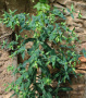 Kruisbladige wolfsmelk, Euphorbia lathyrus (juni 2022)