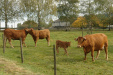 Karden Eltz na 40 min - koeien (okt 2012)