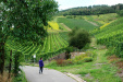 Weinlehrpfad - Patronen wijnvelden (aug 2011)