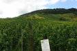 Weinlehrpfad – Een veld Grau Burgunder (aug 2011)