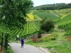 Weinlehrpfad - Patronen wijnvelden (aug 2011)