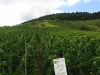 Weinlehrpfad – Een veld Grau Burgunder (aug 2011)
