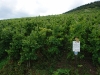 Weinlehrpfad - Een veld Weisser Burgunder (aug 2011)