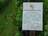 Weinlehrpfad - Infobord Blauer Portugieser (aug 2011)