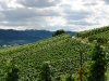 Weinlehrpfad - Uitzicht over wijnvelden (aug 2011)