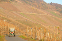 herfst wijnberg (nov 2012)