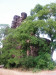 Wolfer Berg-Kloster - verstopt achter een boom (juli 2006)